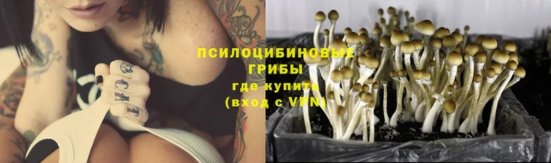 купить наркоту  Аткарск  Псилоцибиновые грибы Cubensis 